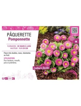 PÂQUERETTE POMPONNETTE (rose)