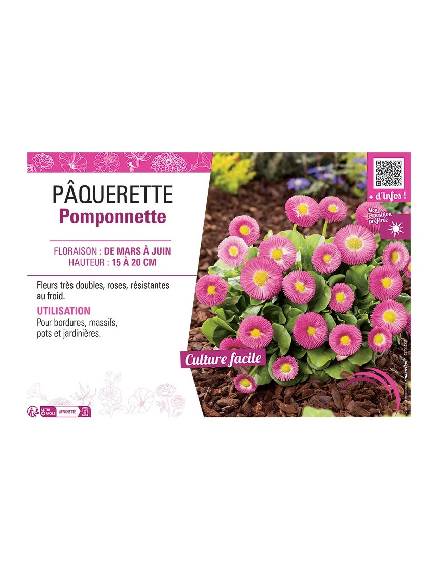 PÂQUERETTE POMPONNETTE (rose)