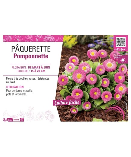 PÂQUERETTE POMPONNETTE (rose)