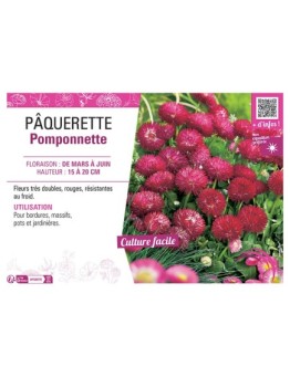 PÂQUERETTE POMPONNETTE (rouge)