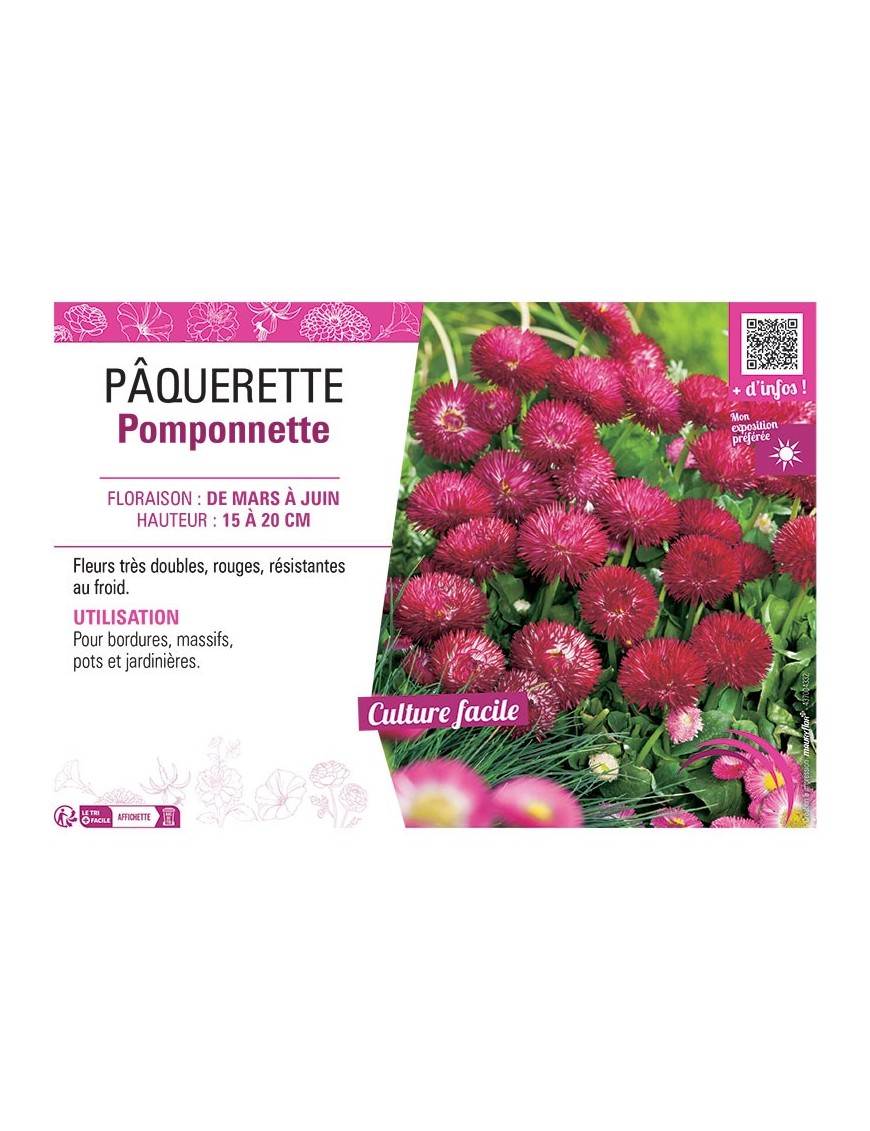 PÂQUERETTE POMPONNETTE (rouge)