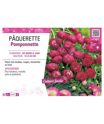 PÂQUERETTE POMPONNETTE (rouge)