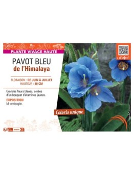 PAVOT BLEU DE L'HIMALAYA
