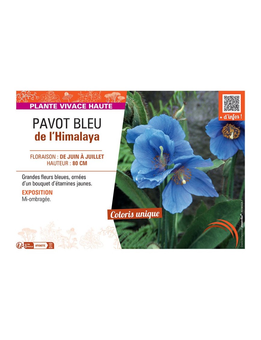 PAVOT BLEU DE L'HIMALAYA