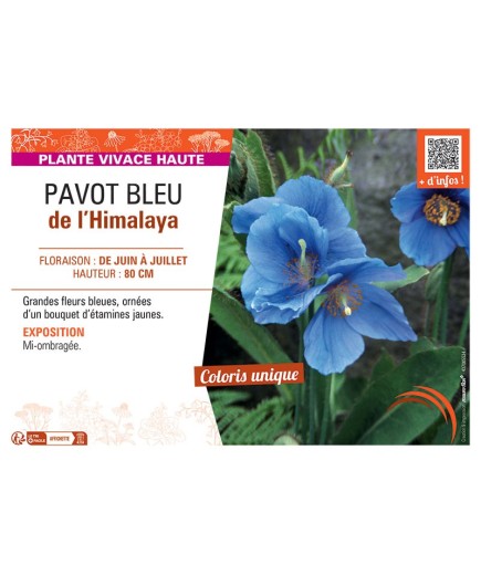 PAVOT BLEU DE L'HIMALAYA