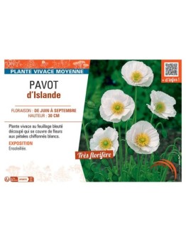 PAVOT D'ISLANDE (blanc)
