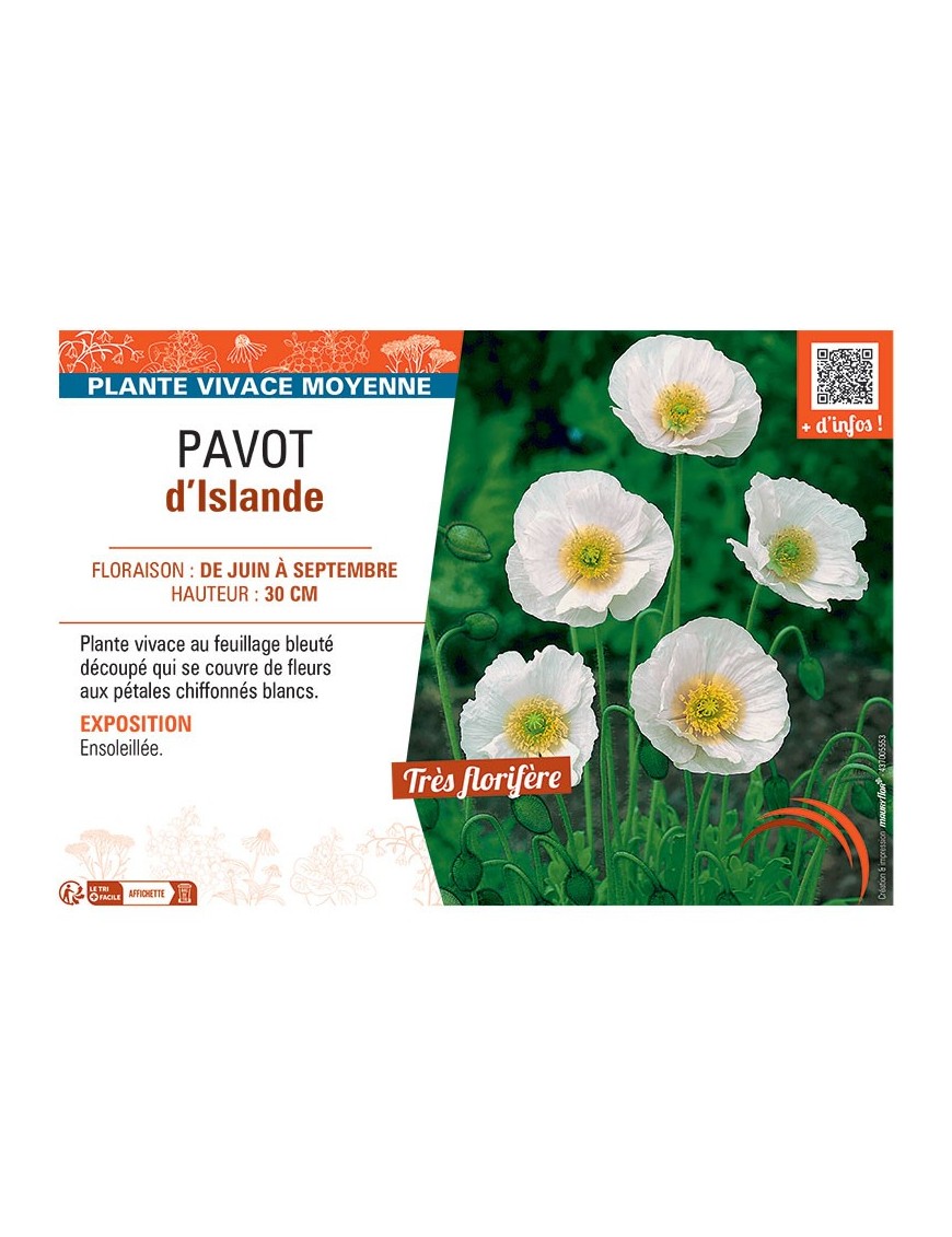 PAVOT D'ISLANDE (blanc)