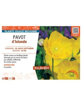 PAVOT D'ISLANDE (jaune)
