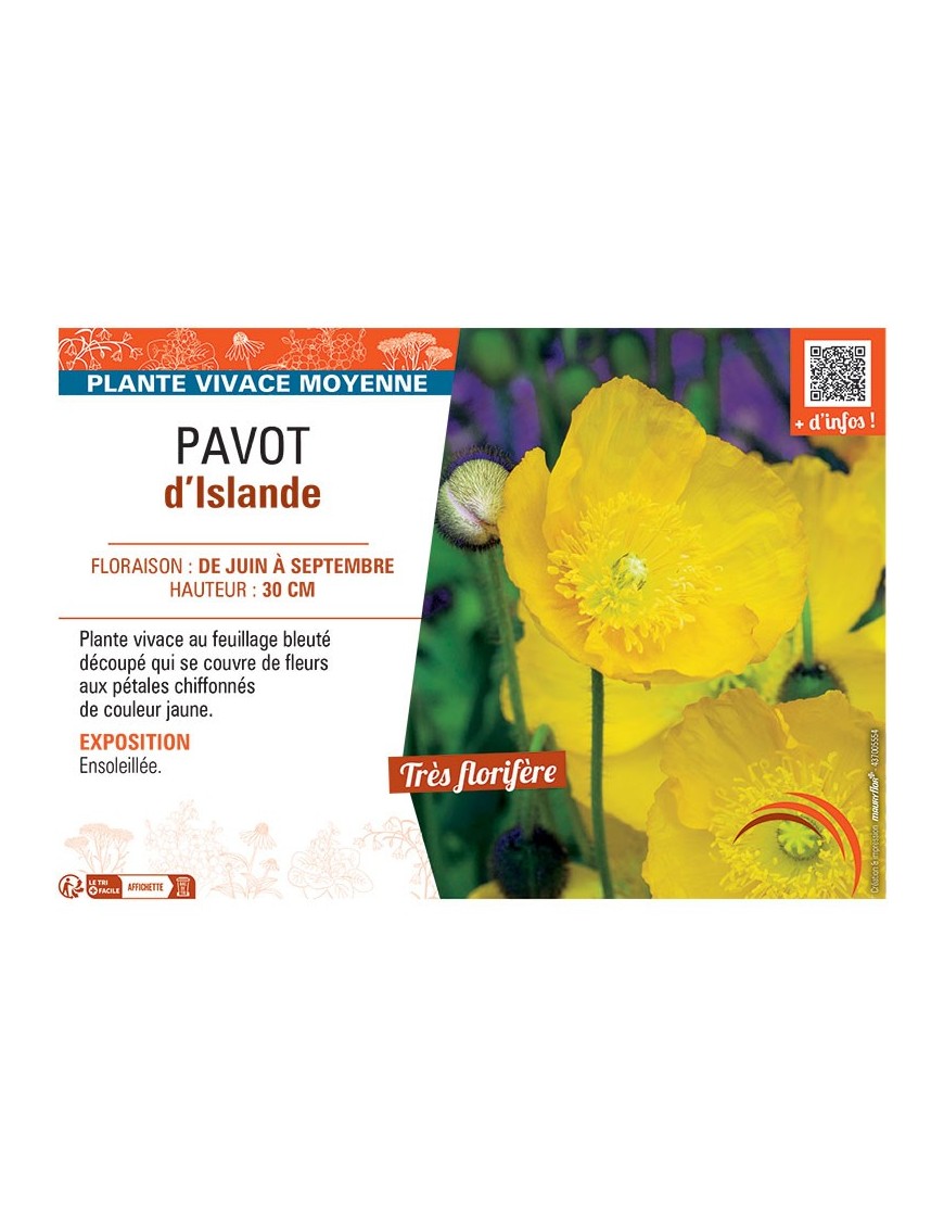 PAVOT D'ISLANDE (jaune)