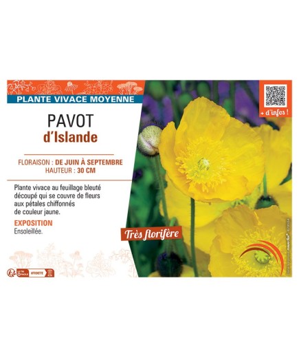 PAVOT D'ISLANDE (jaune)