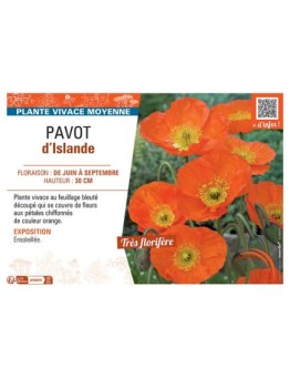 PAVOT D'ISLANDE (orange)