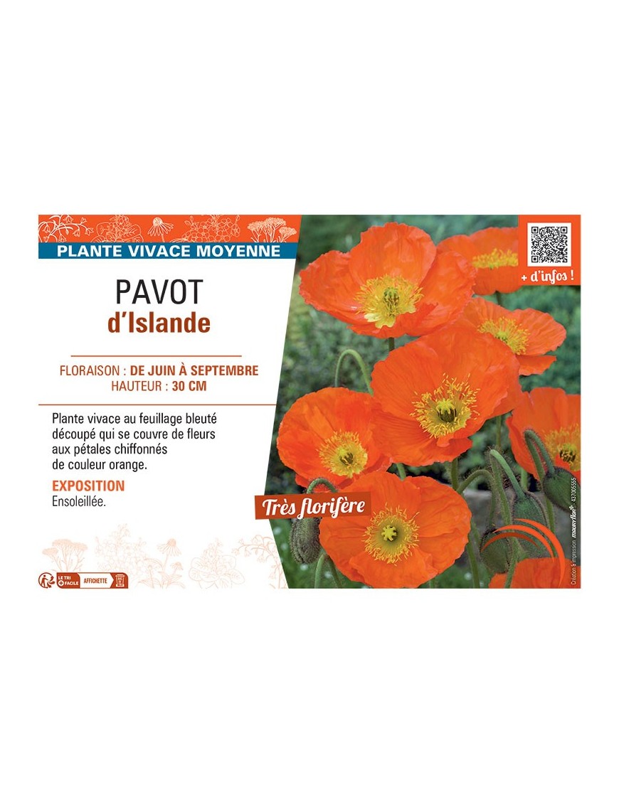 PAVOT D'ISLANDE (orange)