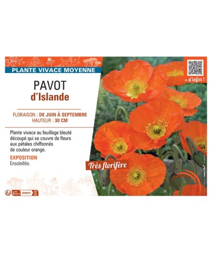 PAVOT D'ISLANDE (orange)
