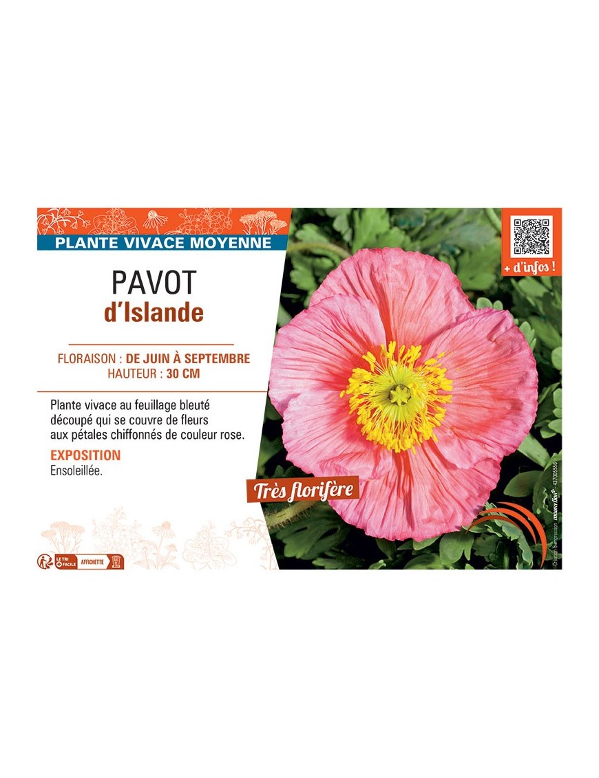 PAVOT D'ISLANDE (rose)