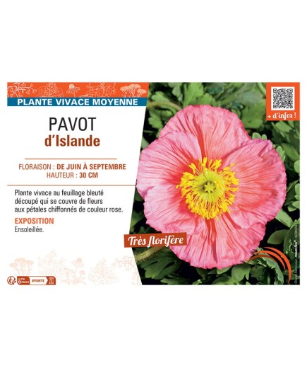PAVOT D'ISLANDE (rose)