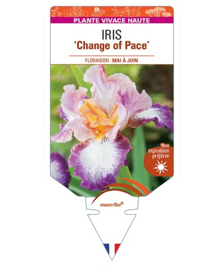 IRIS (germanica) Change of Pace
