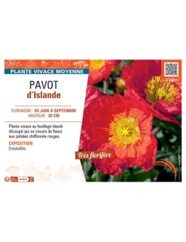 PAVOT D'ISLANDE (rouge)