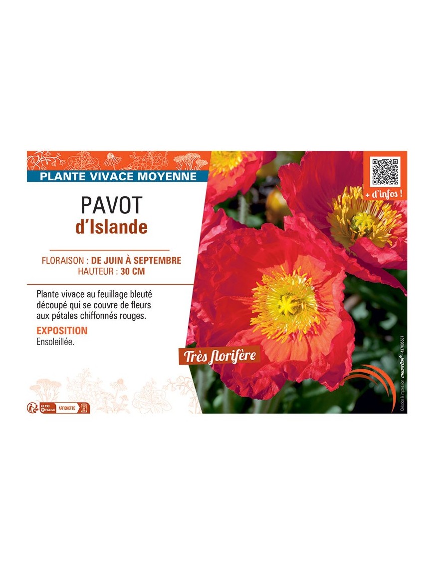 PAVOT D'ISLANDE (rouge)