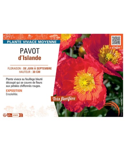 PAVOT D'ISLANDE (rouge)