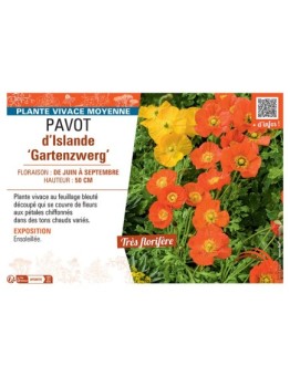 PAVOT D'ISLANDE GARTENZWERG