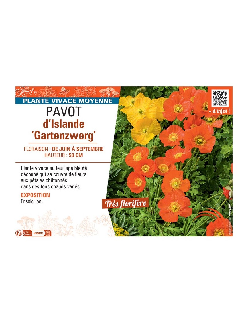 PAVOT D'ISLANDE GARTENZWERG