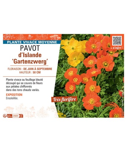 PAVOT D'ISLANDE GARTENZWERG