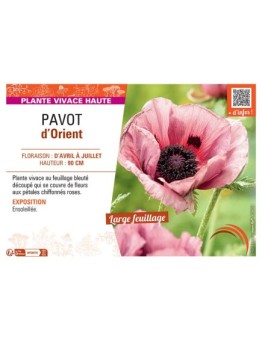 PAVOT D'ORIENT (rose)