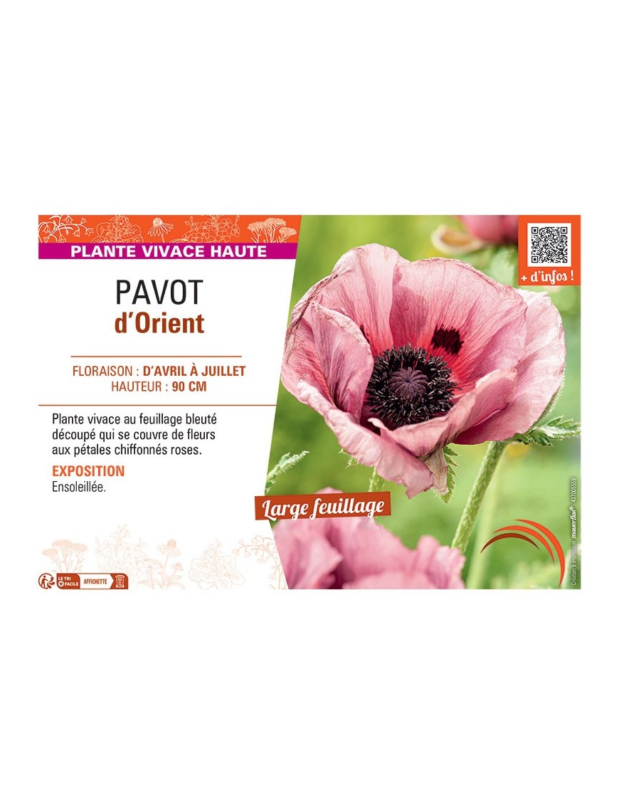 PAVOT D'ORIENT (rose)