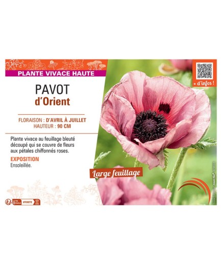 PAVOT D'ORIENT (rose)