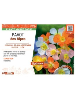 PAVOT DES ALPES (varié)