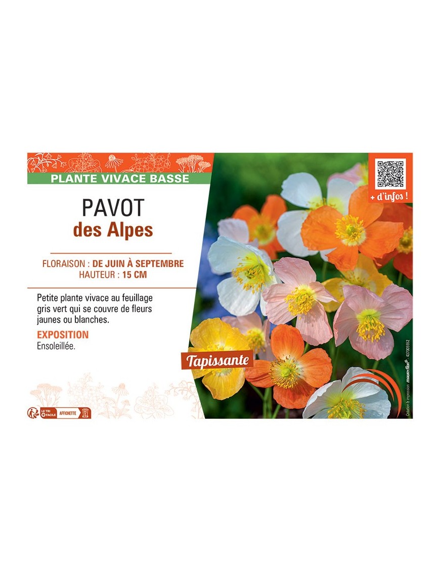 PAVOT DES ALPES (varié)
