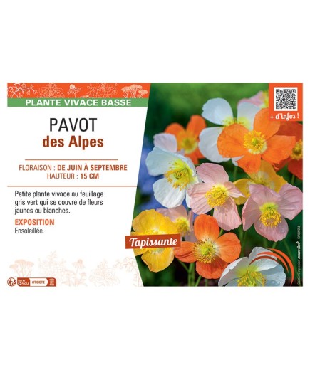 PAVOT DES ALPES (varié)