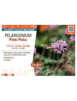 PELARGONIUM PINK PINKS