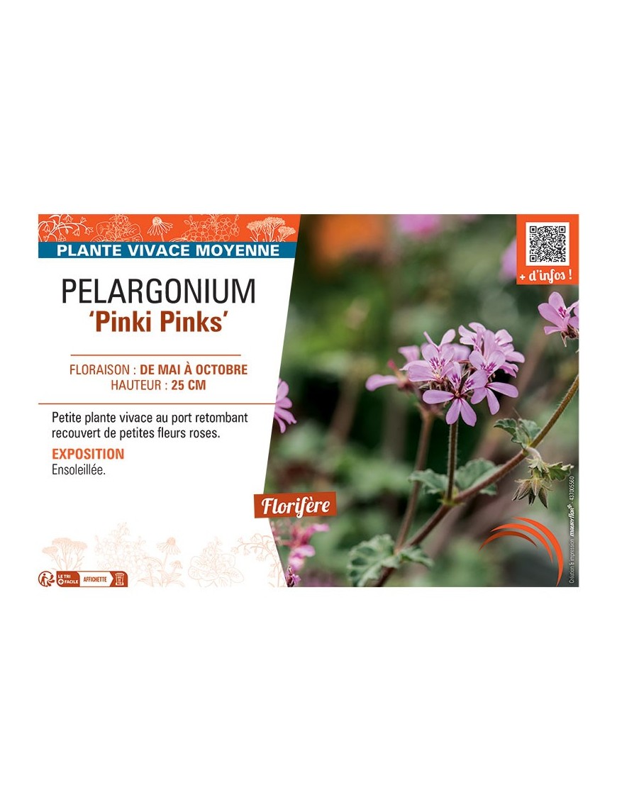 PELARGONIUM PINK PINKS