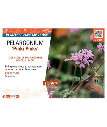 PELARGONIUM PINK PINKS