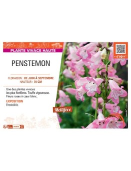 PENSTEMON (rose à cœur blanc)