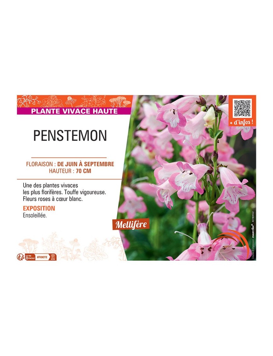 PENSTEMON (rose à cœur blanc)
