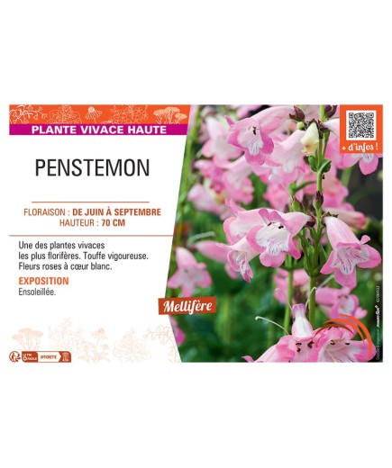PENSTEMON (rose à cœur blanc)