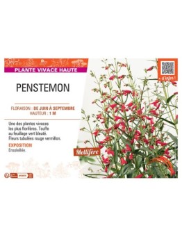PENSTEMON (rouge vermillon)