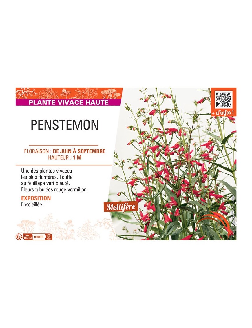 PENSTEMON (rouge vermillon)