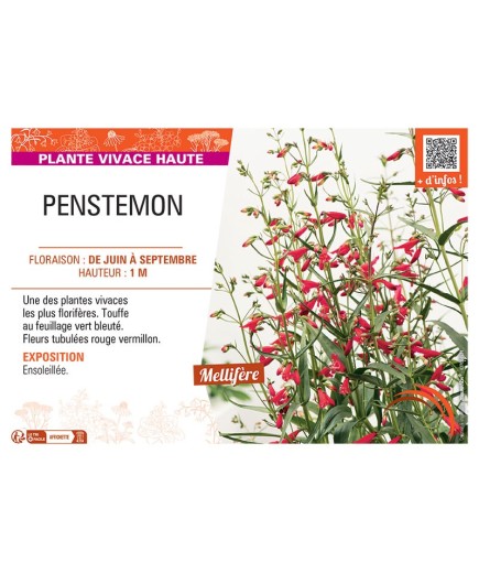 PENSTEMON (rouge vermillon)