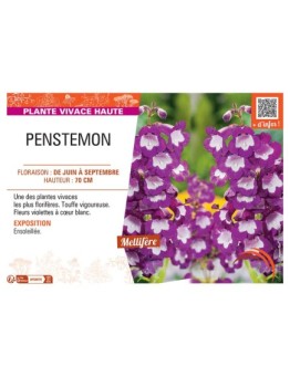 PENSTEMON (violet à cœur blanc)
