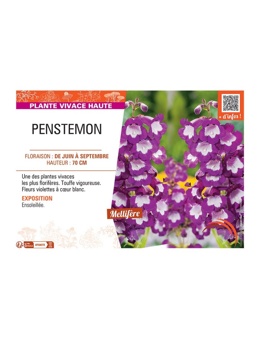 PENSTEMON (violet à cœur blanc)