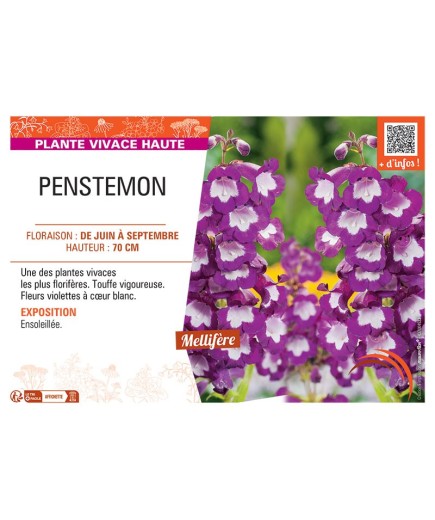 PENSTEMON (violet à cœur blanc)