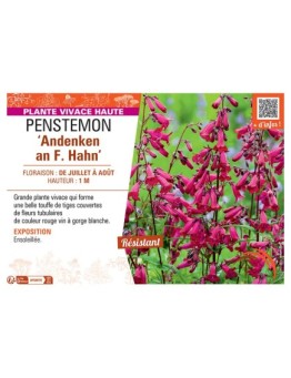 PENSTEMON ANDENKEN AN F. HAHN