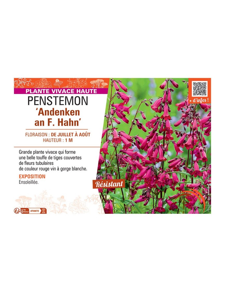 PENSTEMON ANDENKEN AN F. HAHN