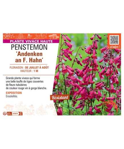 PENSTEMON ANDENKEN AN F. HAHN