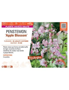 PENSTEMON APPLE BLOSSOM