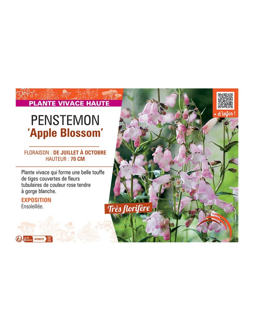 PENSTEMON APPLE BLOSSOM