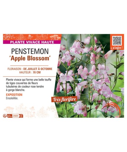 PENSTEMON APPLE BLOSSOM